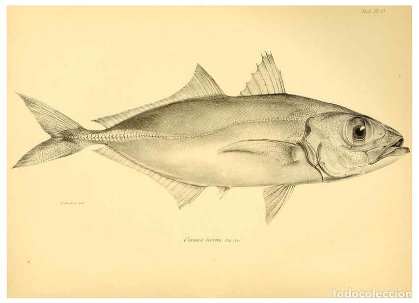 Colecionismo de Revistas e Jornais: Reproducci&oacute;n/Reproduction 5984927385: The zoology of the voyage of H.M.S. Beagle, pt.4 London,Smith,