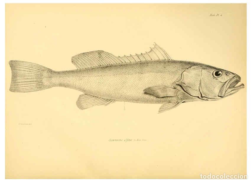 Collection Magazines and Newspapers: Reproducci&oacute;n/Reproduction 5984924555: The zoology of the voyage of H.M.S. Beagle, pt.4 London,Smith,