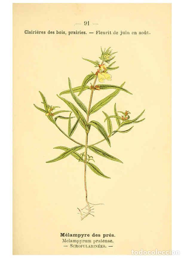 Colecionismo de Revistas e Jornais: Reproducci&oacute;n/Reproduction 6022587268: Atlas de poche des plantes des champs, des prairies et des boi