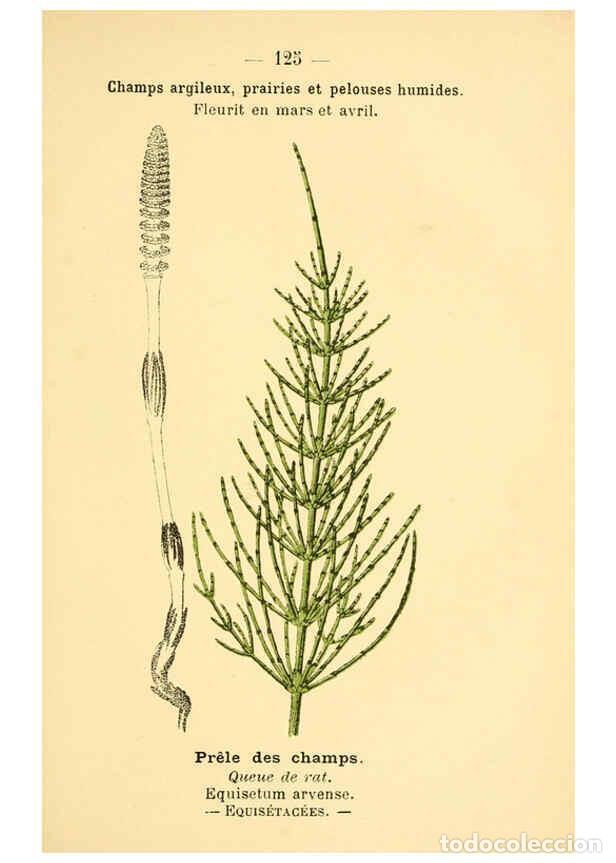 Colecionismo de Revistas e Jornais: Reproducci&oacute;n/Reproduction 6022041873: Atlas de poche des plantes des champs, des prairies et des boi