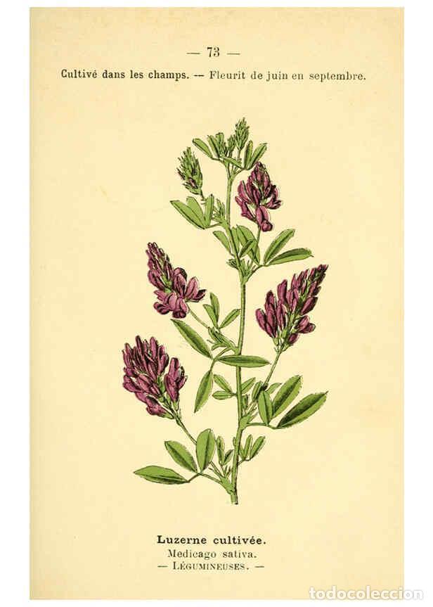 Colecionismo de Revistas e Jornais: Reproducci&oacute;n/Reproduction 6022010957: Atlas de poche des plantes des champs, des prairies et des boi