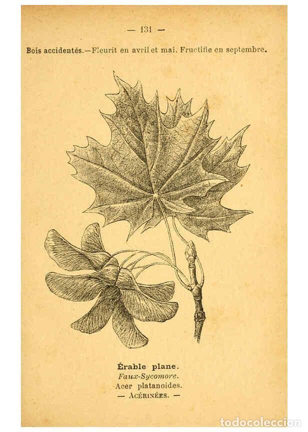 Colecionismo de Revistas e Jornais: Reproducci&oacute;n/Reproduction 6022043837: Atlas de poche des plantes des champs, des prairies et des boi