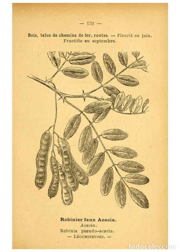 Colecionismo de Revistas e Jornais: Reproducci&oacute;n/Reproduction 6022601518: Atlas de poche des plantes des champs, des prairies et des boi