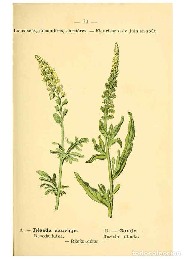 Colecionismo de Revistas e Jornais: Reproducci&oacute;n/Reproduction 6022026639: Atlas de poche des plantes des champs, des prairies et des boi