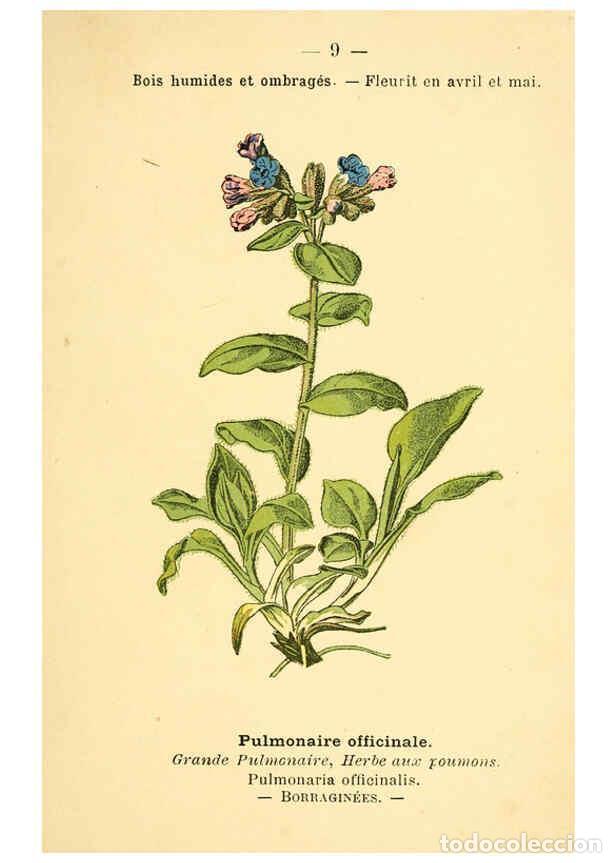 Colecionismo de Revistas e Jornais: Reproducci&oacute;n/Reproduction 6022545276: Atlas de poche des plantes des champs, des prairies et des boi