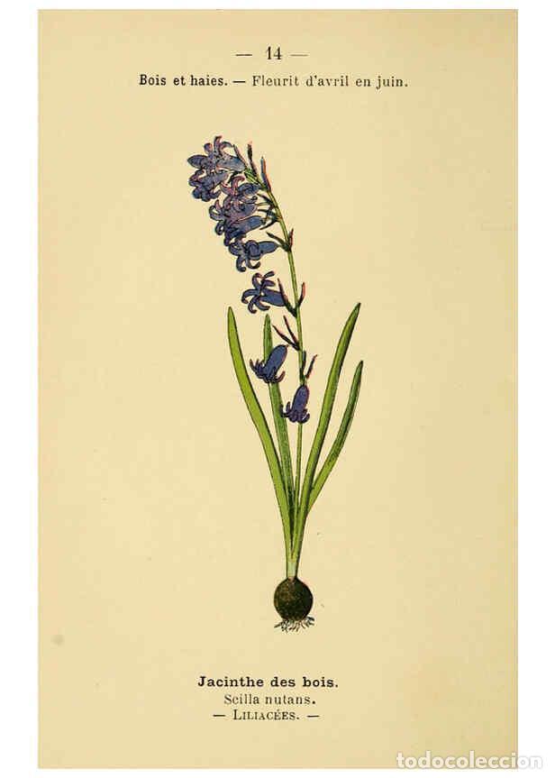 Colecionismo de Revistas e Jornais: Reproducci&oacute;n/Reproduction 6022546848: Atlas de poche des plantes des champs, des prairies et des boi