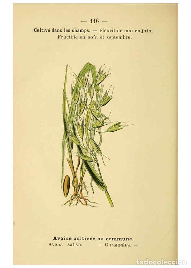 Colecionismo de Revistas e Jornais: Reproducci&oacute;n/Reproduction 6022038639: Atlas de poche des plantes des champs, des prairies et des boi
