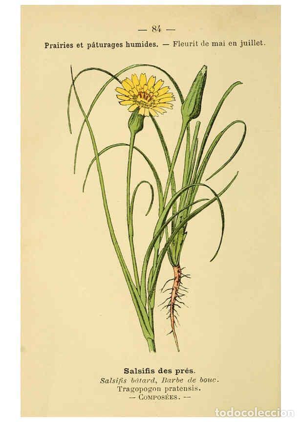 Colecionismo de Revistas e Jornais: Reproducci&oacute;n/Reproduction 6022585022: Atlas de poche des plantes des champs, des prairies et des boi