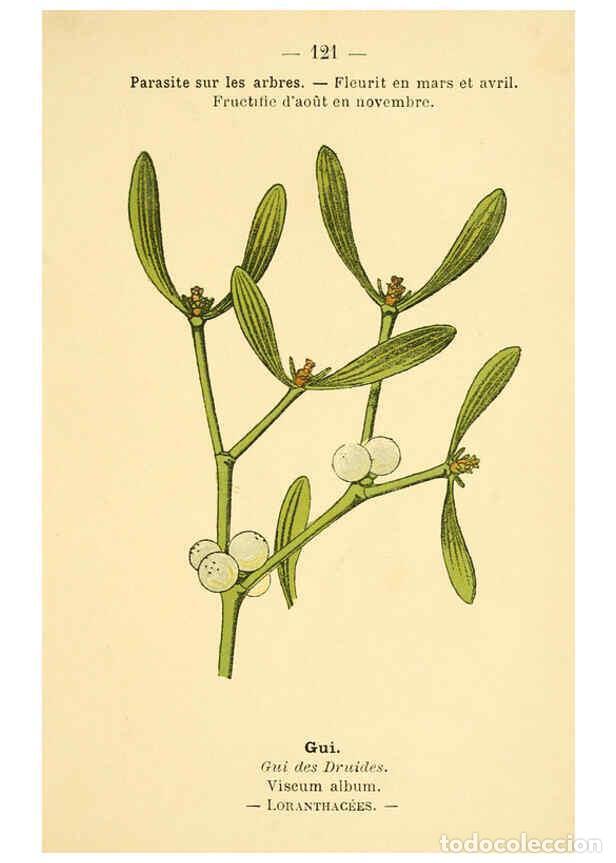 Colecionismo de Revistas e Jornais: Reproducci&oacute;n/Reproduction 6022597228: Atlas de poche des plantes des champs, des prairies et des boi