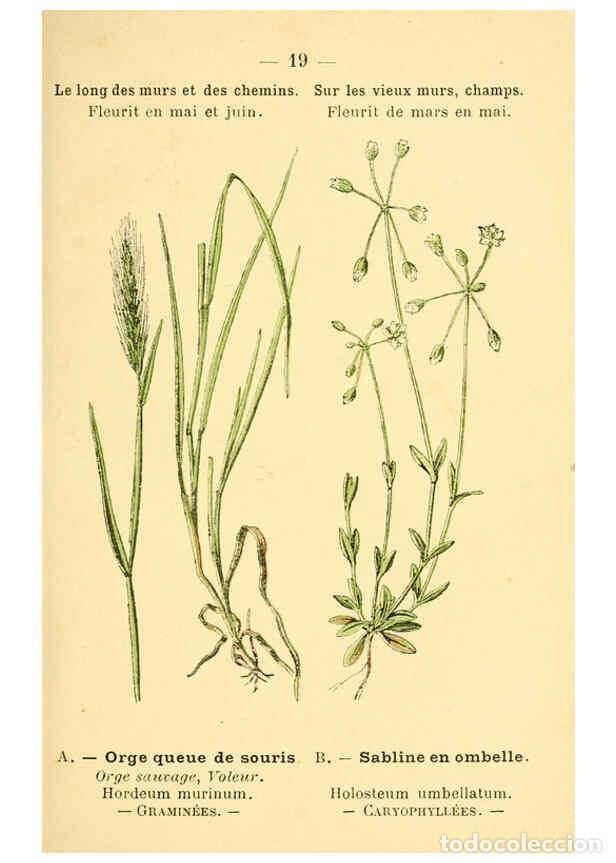 Colecionismo de Revistas e Jornais: Reproducci&oacute;n/Reproduction 6021991795: Atlas de poche des plantes des champs, des prairies et des boi