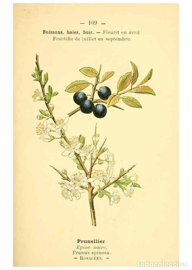 Colecionismo de Revistas e Jornais: Reproducci&oacute;n/Reproduction 6022593456: Atlas de poche des plantes des champs, des prairies et des boi