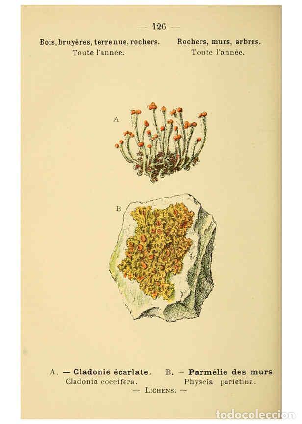 Colecionismo de Revistas e Jornais: Reproducci&oacute;n/Reproduction 6022599400: Atlas de poche des plantes des champs, des prairies et des boi