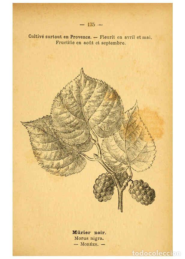 Colecionismo de Revistas e Jornais: Reproducci&oacute;n/Reproduction 6022045267: Atlas de poche des plantes des champs, des prairies et des boi