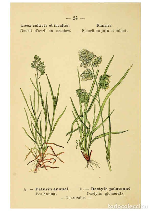 Colecionismo de Revistas e Jornais: Reproducci&oacute;n/Reproduction 6022550422: Atlas de poche des plantes des champs, des prairies et des boi