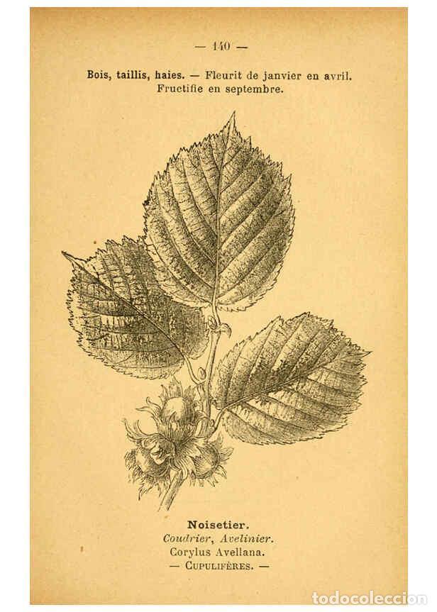 Colecionismo de Revistas e Jornais: Reproducci&oacute;n/Reproduction 6022047263: Atlas de poche des plantes des champs, des prairies et des boi