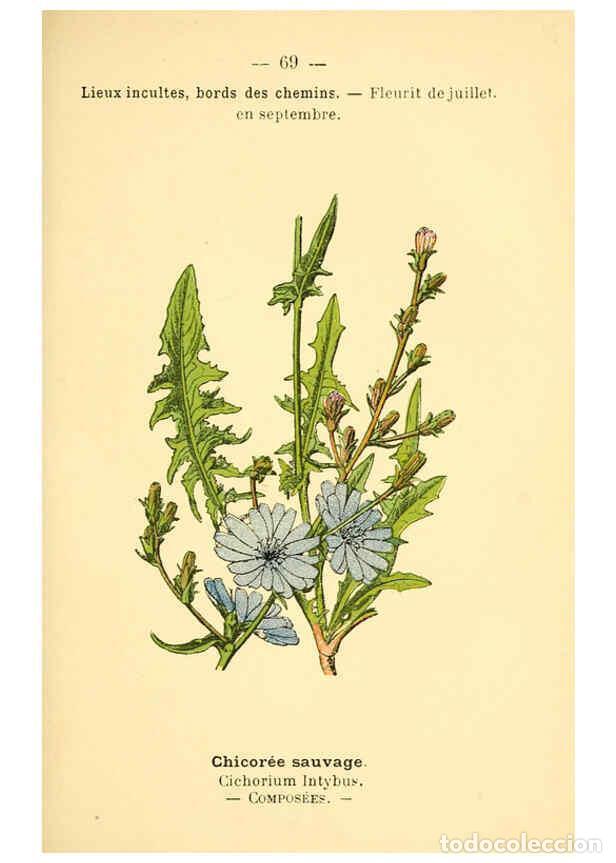 Colecionismo de Revistas e Jornais: Reproducci&oacute;n/Reproduction 6022566460: Atlas de poche des plantes des champs, des prairies et des boi