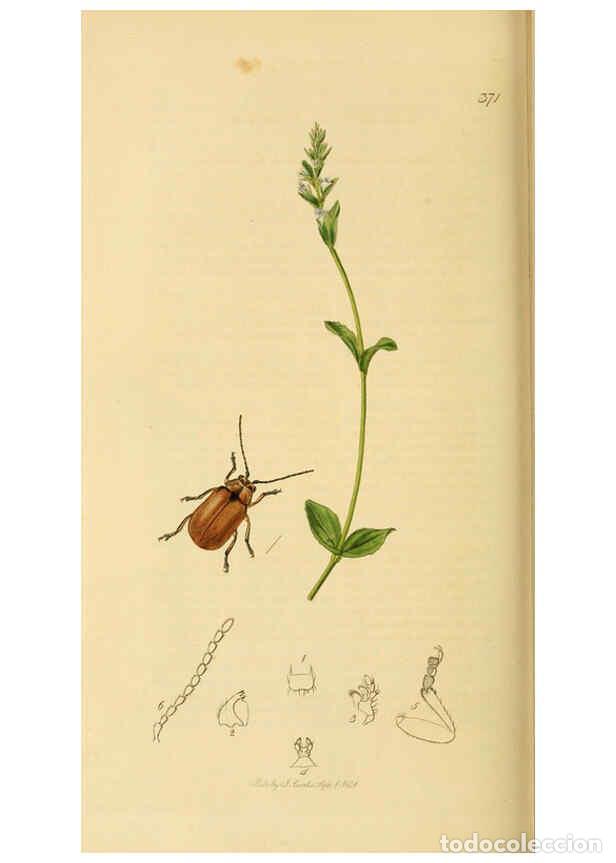 Colecionismo de Revistas e Jornais: Reproducci&oacute;n/Reproduction 6021908381: British entomology. v.2 London,Printed for the author,1823-40