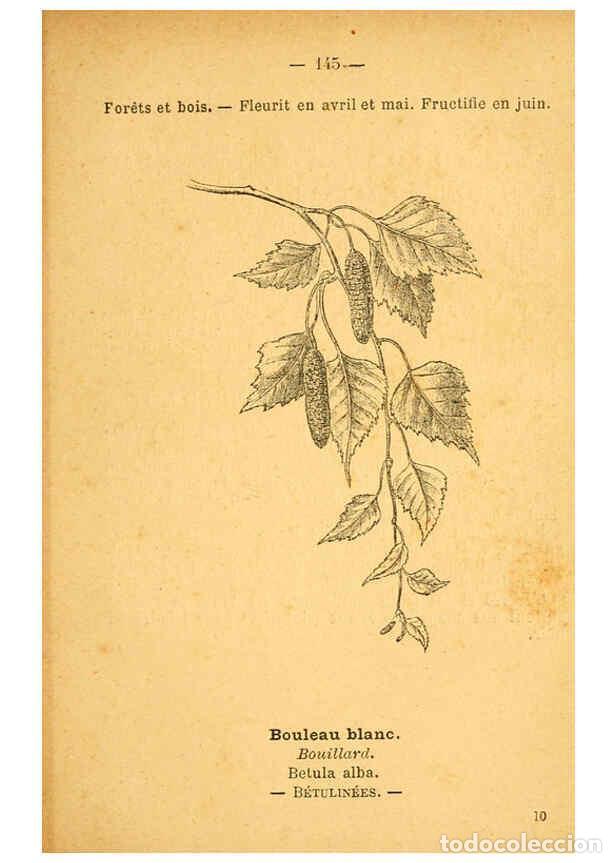 Colecionismo de Revistas e Jornais: Reproducci&oacute;n/Reproduction 6022606218: Atlas de poche des plantes des champs, des prairies et des boi