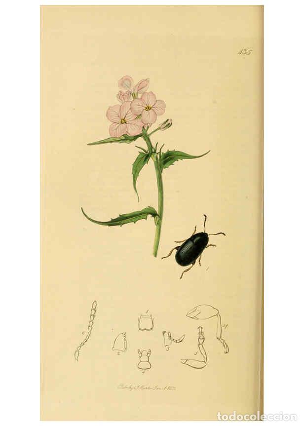 Colecionismo de Revistas e Jornais: Reproducci&oacute;n/Reproduction 6022467748: British entomology. v.2 London,Printed for the author,1823-40