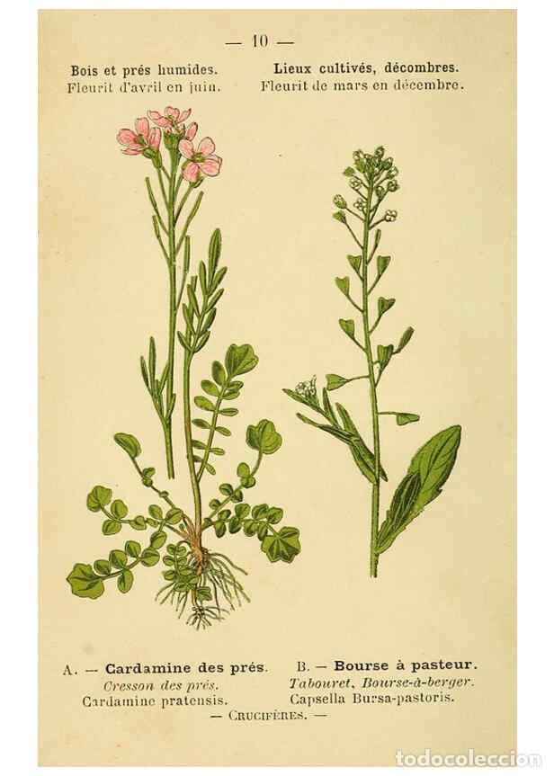 Colecionismo de Revistas e Jornais: Reproducci&oacute;n/Reproduction 6021988449: Atlas de poche des plantes des champs, des prairies et des boi