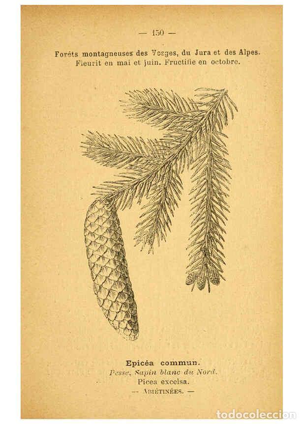 Colecionismo de Revistas e Jornais: Reproducci&oacute;n/Reproduction 6022608114: Atlas de poche des plantes des champs, des prairies et des boi