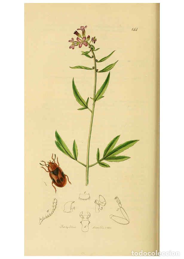 Colecionismo de Revistas e Jornais: Reproducci&oacute;n/Reproduction 6021912803: British entomology. v.2 London,Printed for the author,1823-40