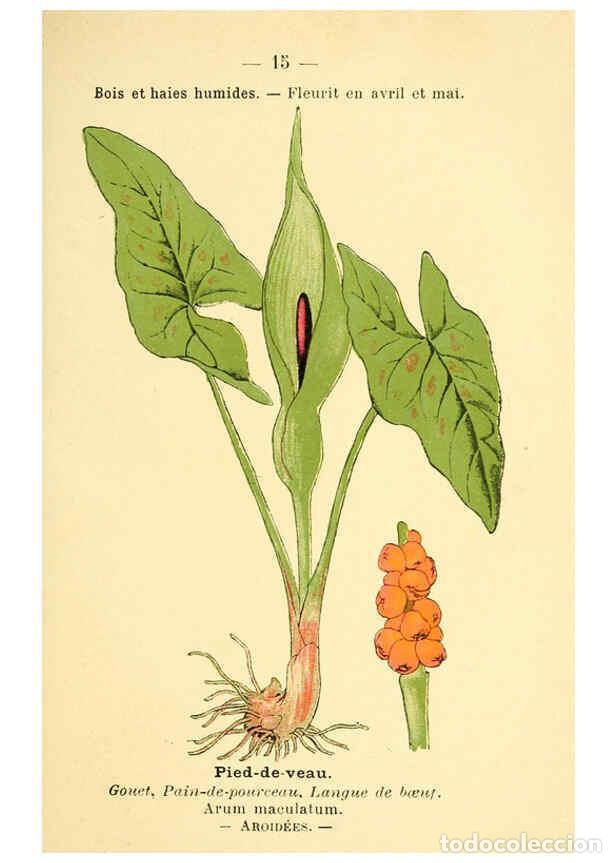 Colecionismo de Revistas e Jornais: Reproducci&oacute;n/Reproduction 6022547130: Atlas de poche des plantes des champs, des prairies et des boi