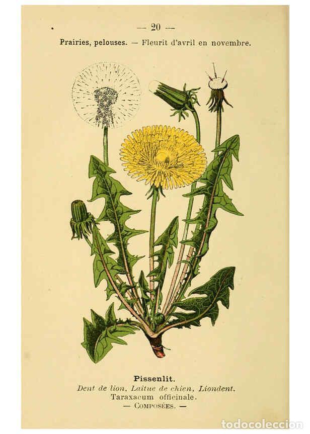 Colecionismo de Revistas e Jornais: Reproducci&oacute;n/Reproduction 6022549110: Atlas de poche des plantes des champs, des prairies et des boi