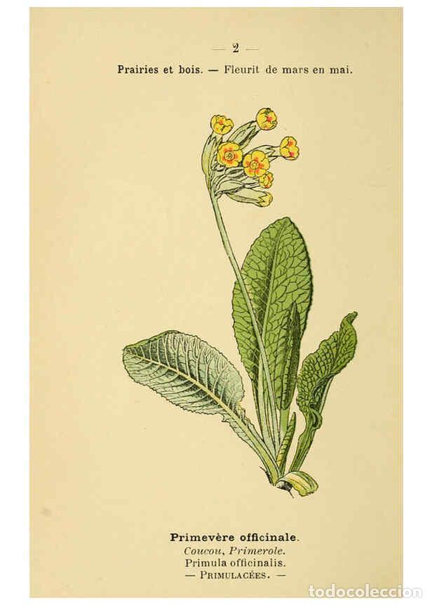 Colecionismo de Revistas e Jornais: Reproducci&oacute;n/Reproduction 6021985625: Atlas de poche des plantes des champs, des prairies et des boi