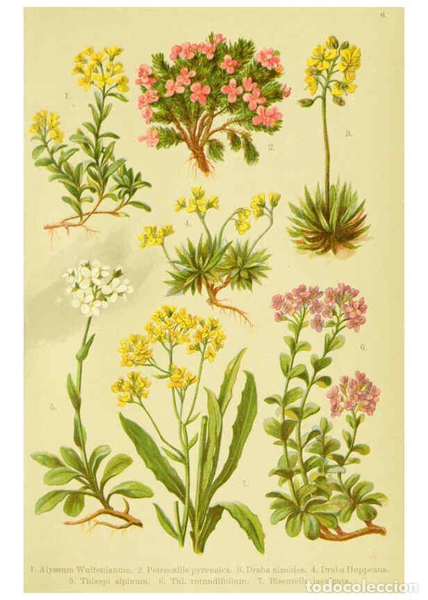 Sammeln von Zeitschriften und Zeitungen: Reproducci&oacute;n/Reproduction 6021500413: Alpen-Flora f&uuml;r Touristen und Pflanzenfreunde Stuttgart :Verla
