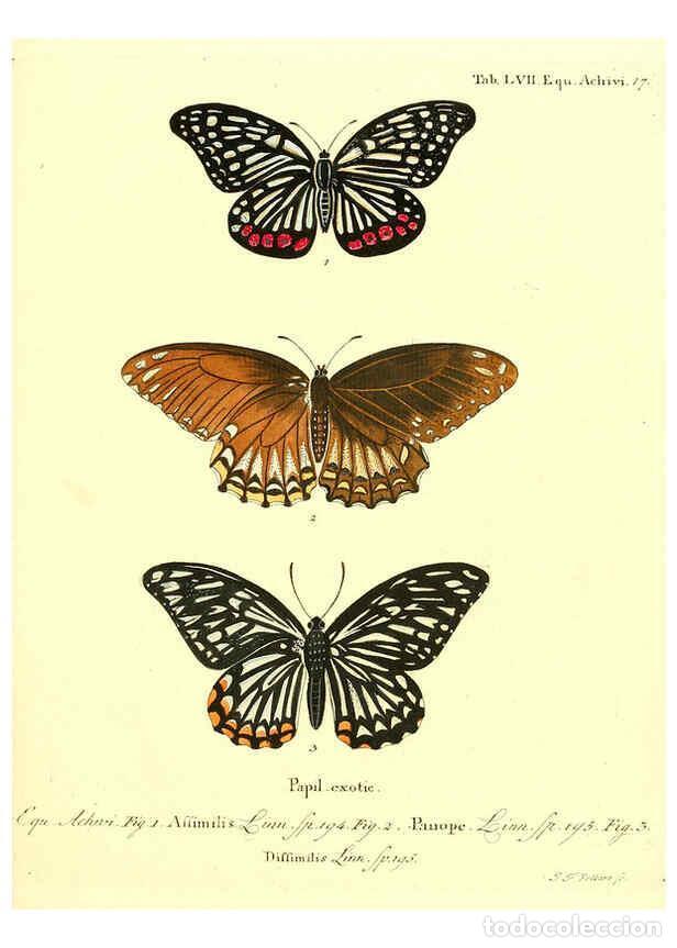 Sammeln von Zeitschriften und Zeitungen: Reproducci&oacute;n/Reproduction 6012003281: Die ausl&auml;ndischen Schmetterlinge in Abbildungen nach der Natur