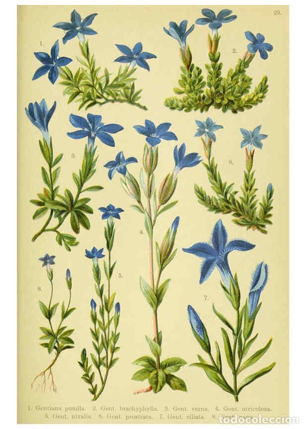 Sammeln von Zeitschriften und Zeitungen: Reproducci&oacute;n/Reproduction 6021507595: Alpen-Flora f&uuml;r Touristen und Pflanzenfreunde Stuttgart :Verla