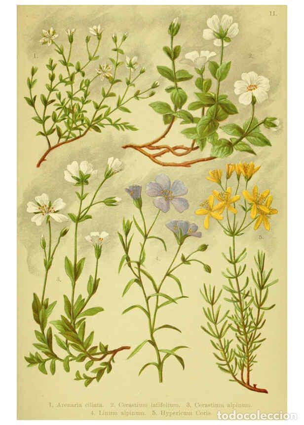 Sammeln von Zeitschriften und Zeitungen: Reproducci&oacute;n/Reproduction 6021501993: Alpen-Flora f&uuml;r Touristen und Pflanzenfreunde Stuttgart :Verla