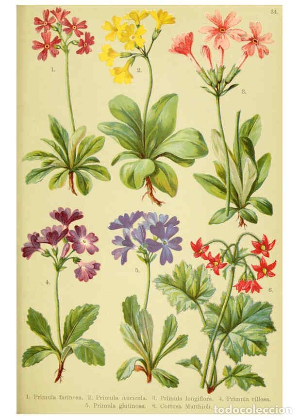 Sammeln von Zeitschriften und Zeitungen: Reproducci&oacute;n/Reproduction 6022063490: Alpen-Flora f&uuml;r Touristen und Pflanzenfreunde Stuttgart :Verla