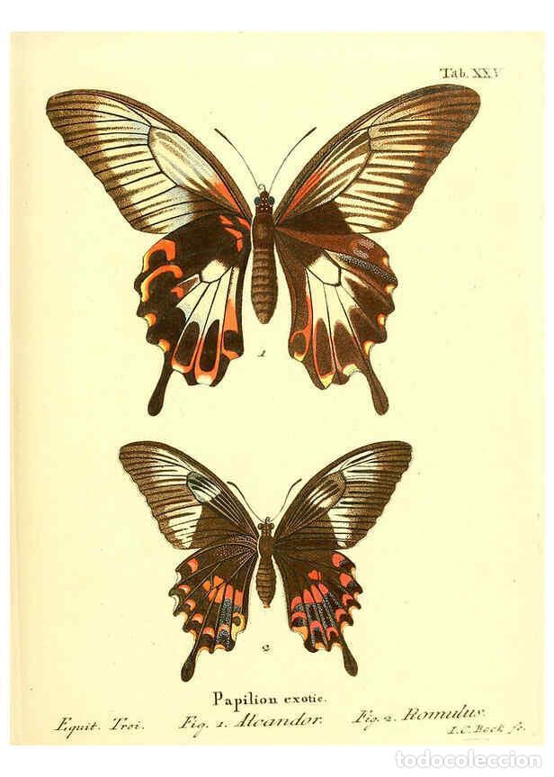 Sammeln von Zeitschriften und Zeitungen: Reproducci&oacute;n/Reproduction 6012539330: Die ausl&auml;ndischen Schmetterlinge in Abbildungen nach der Natur