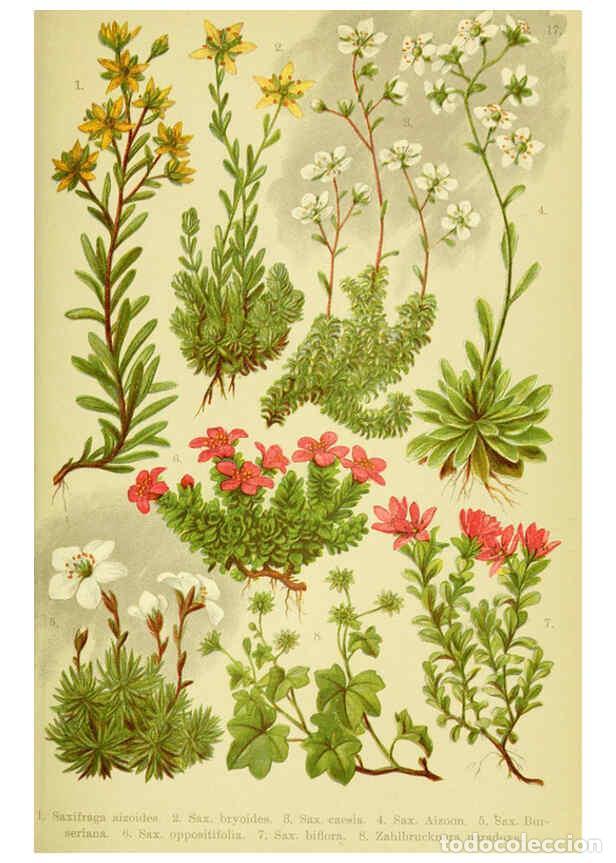 Sammeln von Zeitschriften und Zeitungen: Reproducci&oacute;n/Reproduction 6022057772: Alpen-Flora f&uuml;r Touristen und Pflanzenfreunde Stuttgart :Verla