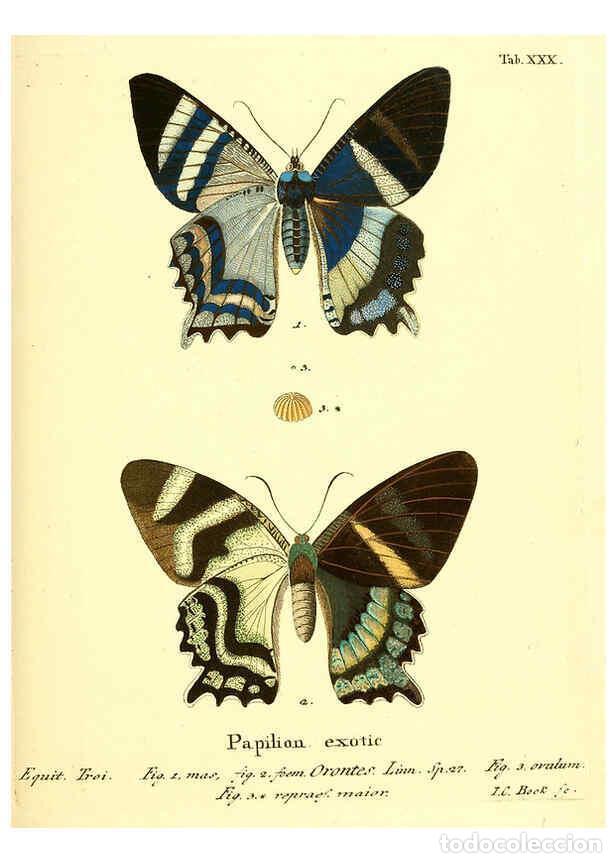 Sammeln von Zeitschriften und Zeitungen: Reproducci&oacute;n/Reproduction 6012541052: Die ausl&auml;ndischen Schmetterlinge in Abbildungen nach der Natur
