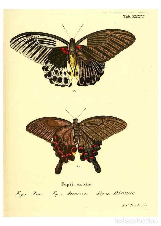 Sammeln von Zeitschriften und Zeitungen: Reproducci&oacute;n/Reproduction 6012542652: Die ausl&auml;ndischen Schmetterlinge in Abbildungen nach der Natur