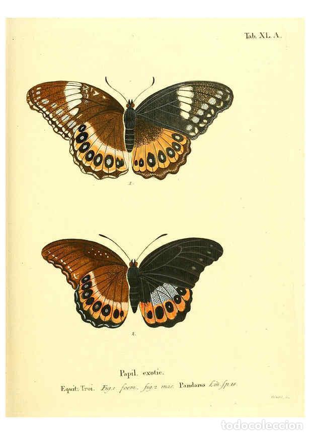 Sammeln von Zeitschriften und Zeitungen: Reproducci&oacute;n/Reproduction 6011997587: Die ausl&auml;ndischen Schmetterlinge in Abbildungen nach der Natur