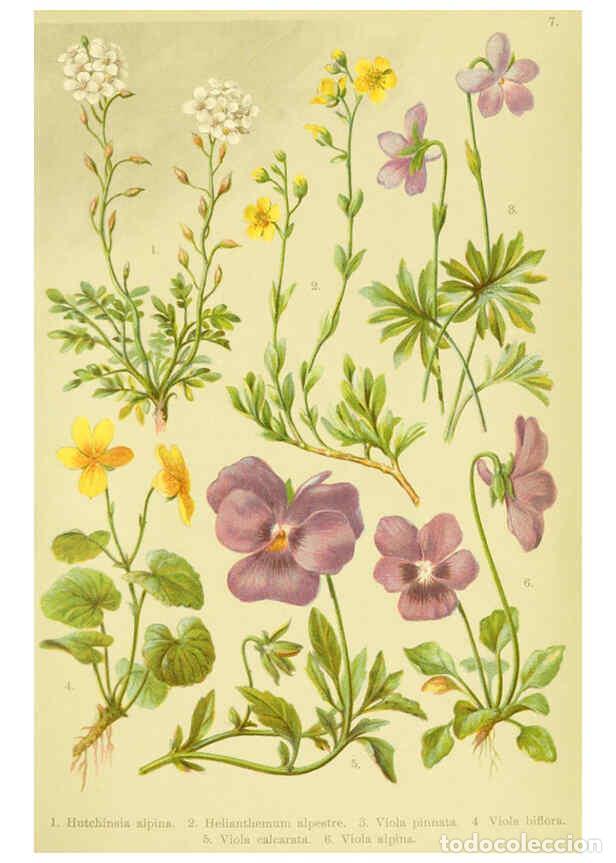 Sammeln von Zeitschriften und Zeitungen: Reproducci&oacute;n/Reproduction 6021500759: Alpen-Flora f&uuml;r Touristen und Pflanzenfreunde Stuttgart :Verla