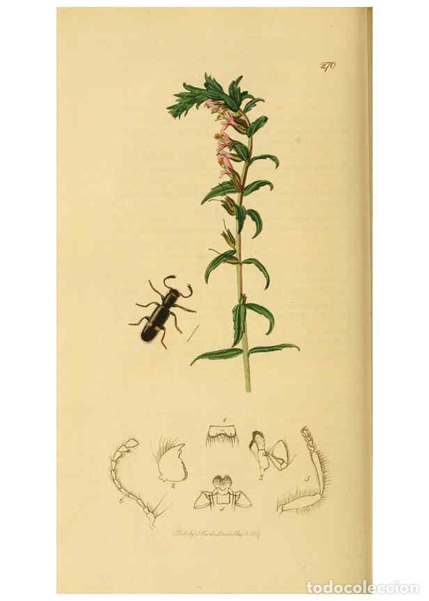 Sammeln von Zeitschriften und Zeitungen: Reproducci&oacute;n/Reproduction 6022444402: British entomology. v.2 London,Printed for the author,1823-40