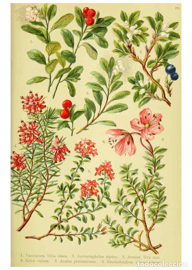 Sammeln von Zeitschriften und Zeitungen: Reproducci&oacute;n/Reproduction 6021506637: Alpen-Flora f&uuml;r Touristen und Pflanzenfreunde Stuttgart :Verla