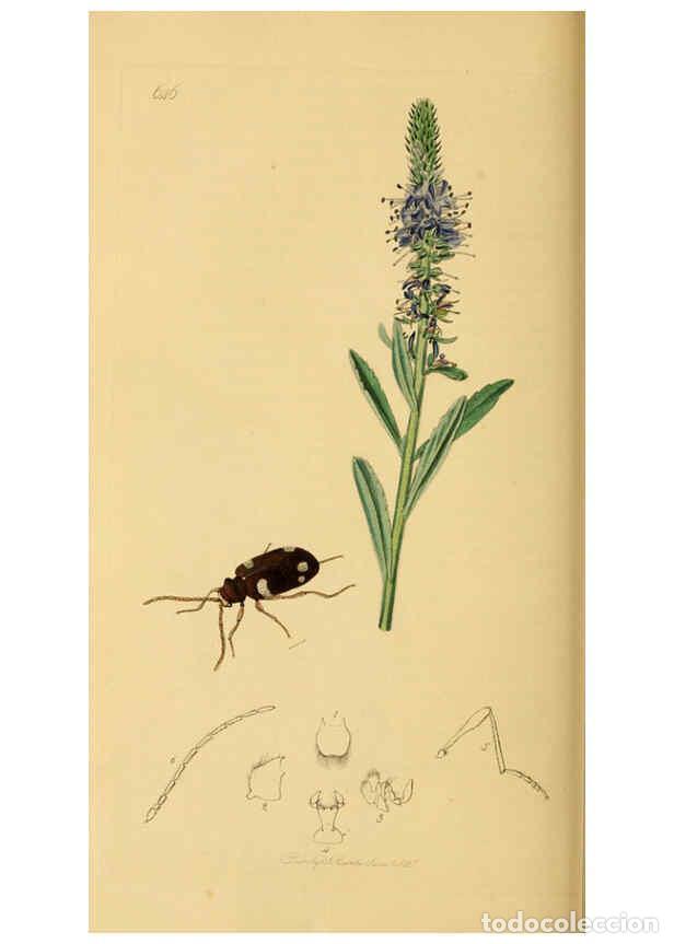 Sammeln von Zeitschriften und Zeitungen: Reproducci&oacute;n/Reproduction 6021876789: British entomology. v.2 London,Printed for the author,1823-40