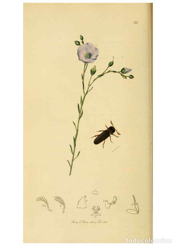 Sammeln von Zeitschriften und Zeitungen: Reproducci&oacute;n/Reproduction 6022440522: British entomology. v.2 London,Printed for the author,1823-40