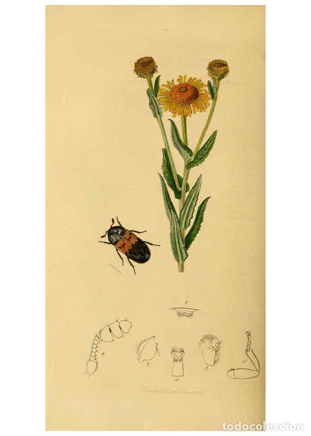 Sammeln von Zeitschriften und Zeitungen: Reproducci&oacute;n/Reproduction 6022435050: British entomology. v.2 London,Printed for the author,1823-40