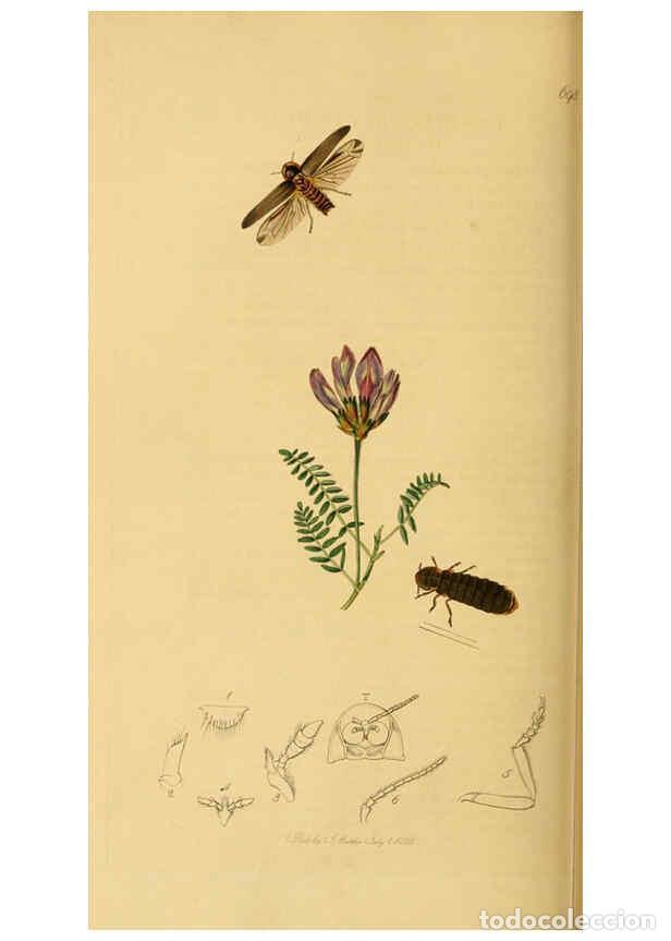 Sammeln von Zeitschriften und Zeitungen: Reproducci&oacute;n/Reproduction 6021886179: British entomology. v.2 London,Printed for the author,1823-40