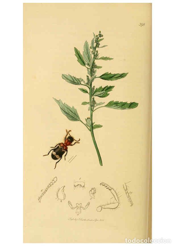 Sammeln von Zeitschriften und Zeitungen: Reproducci&oacute;n/Reproduction 6022444648: British entomology. v.2 London,Printed for the author,1823-40