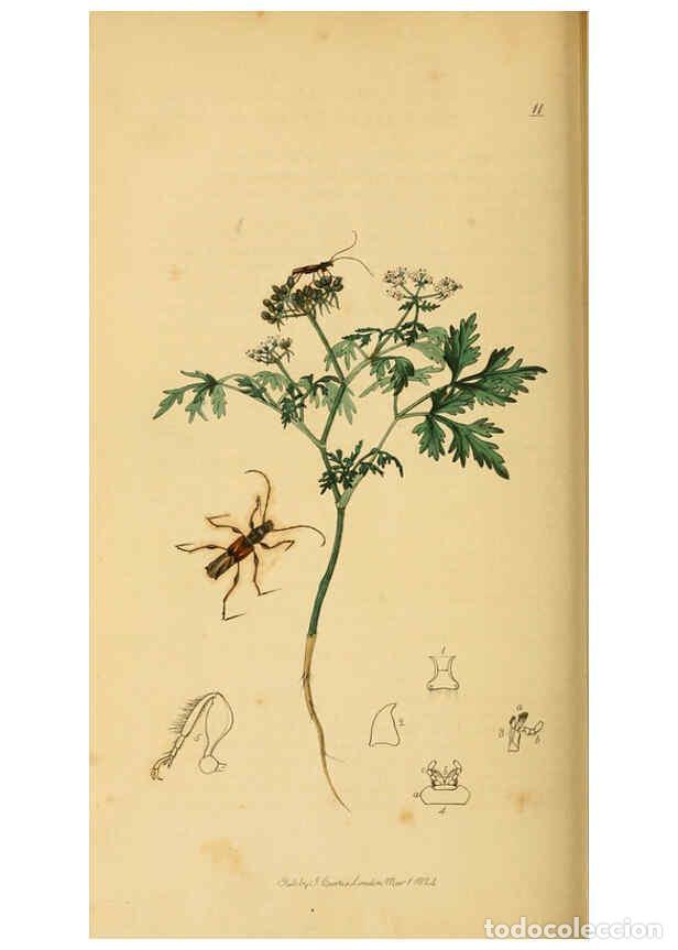 Collection Magazines and Newspapers: Reproducci&oacute;n/Reproduction 6021905719: British entomology. v.2 London,Printed for the author,1823-40