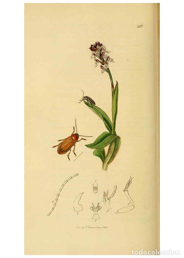 Collection Magazines and Newspapers: Reproducci&oacute;n/Reproduction 6022441662: British entomology. v.2 London,Printed for the author,1823-40
