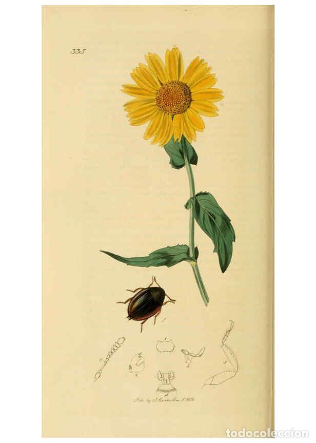 Collection Magazines and Newspapers: Reproducci&oacute;n/Reproduction 6022437884: British entomology. v.2 London,Printed for the author,1823-40